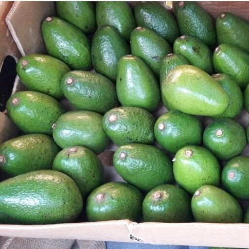 تصویر 6 از قیمت آووکادو داخلی در بازار عمده + فروش آووکادو کیفیت بالا