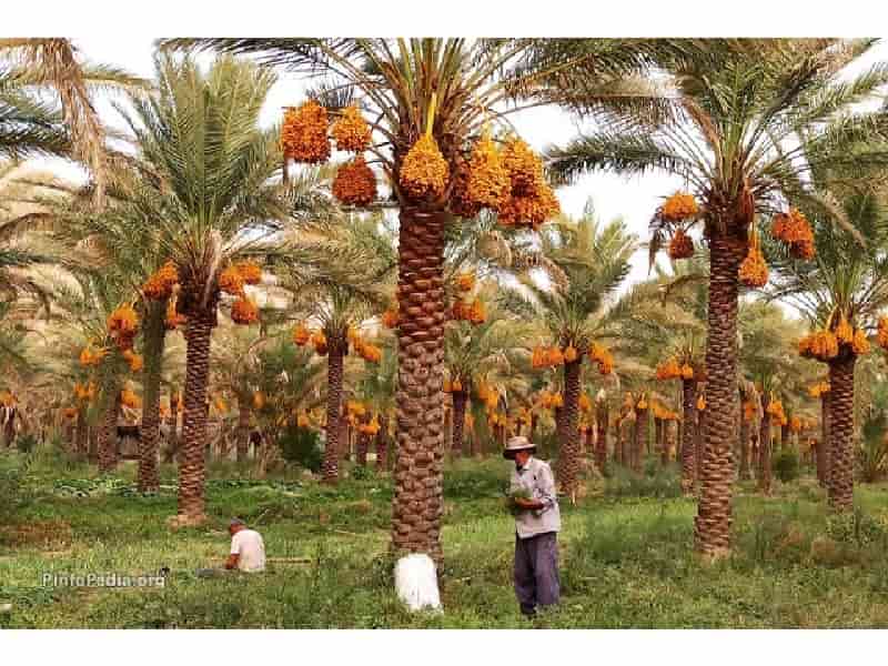 تصویر 4 از فروش خرما زاهدی ریز + قیمت خرید به صرفه