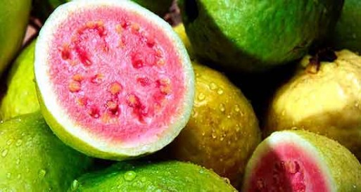 تصویر 4 از فروش نهال گواوا کینگ + فروش نهال گواوا استرابری