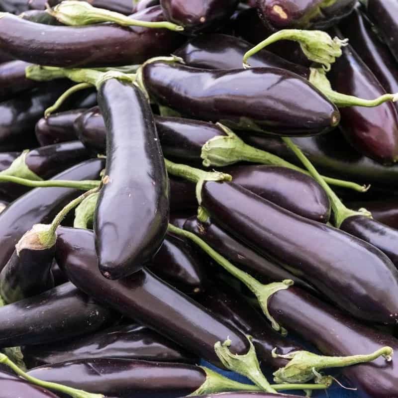 قیمت و خرید بادمجان قلمی ریز + فروش ارزان