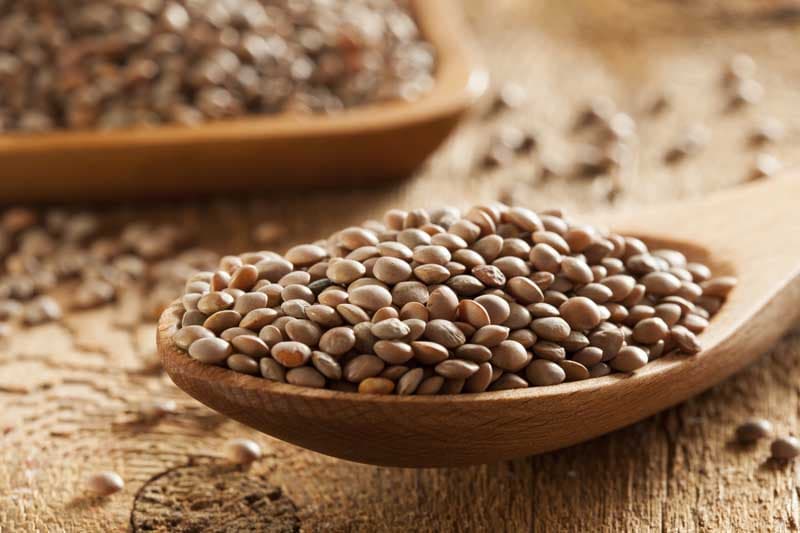 تصویر 2 از قیمت عدس اخضر + خرید باور نکردنی