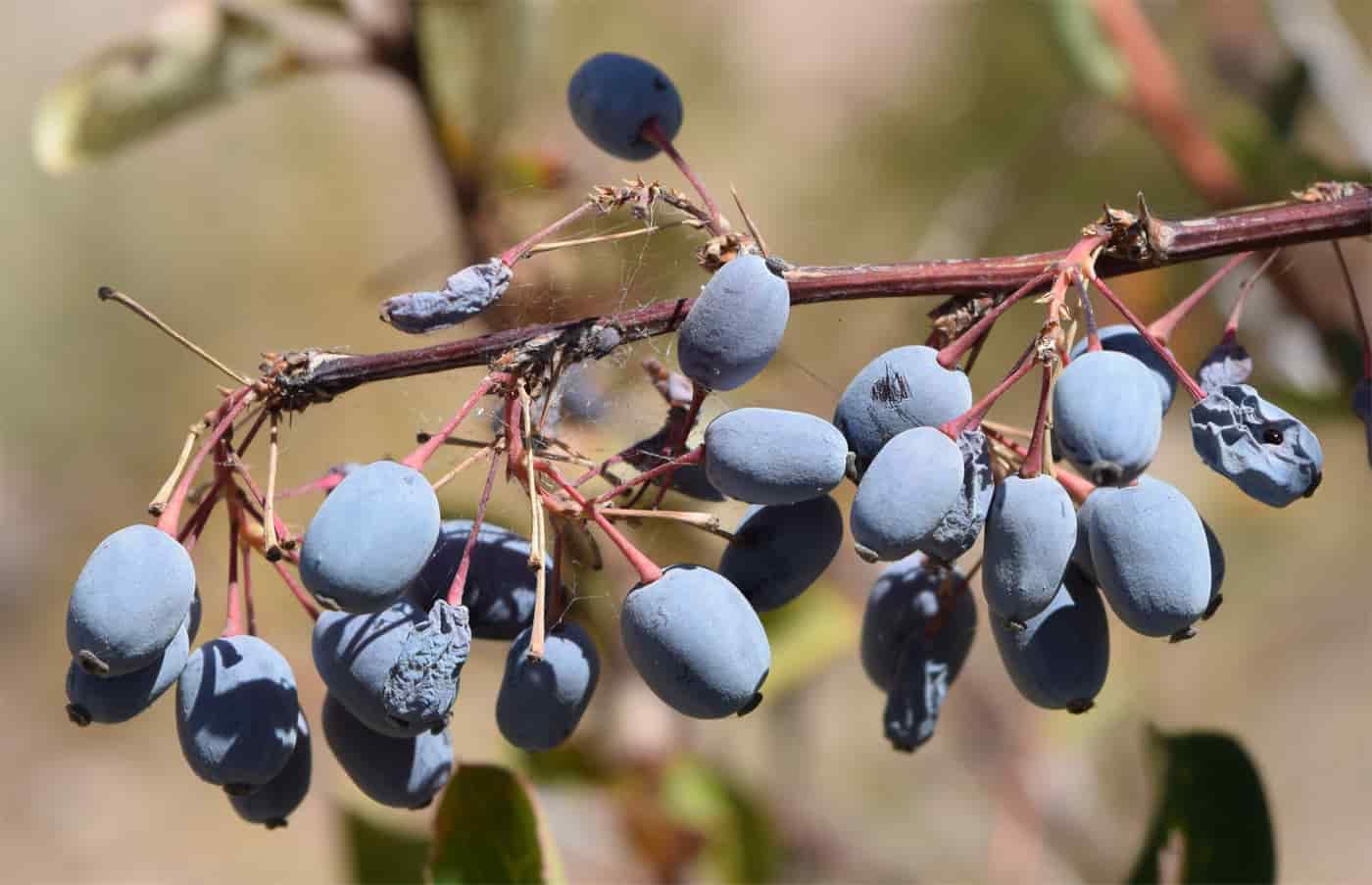 خرید زرشک سیاه تازه آبگیری + قیمت فروش استثنایی
