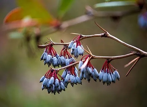 تصویر 5 از فروش زرشک سیاه آبگیری + قیمت خرید به صرفه