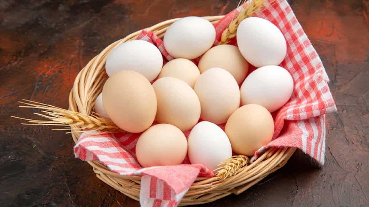 تصویر 3 از قیمت خرید تخم مرغ گیلان با فروش عمده
