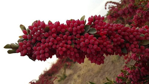 تصویر 1 از خرید زرشک نوبرانه درجه 1 + قیمت فروش استسنایی