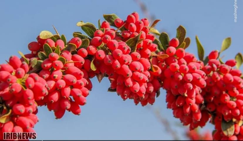 تصویر 4 از قیمت خرید زرشک اعلا بیرجند با فروش عمده