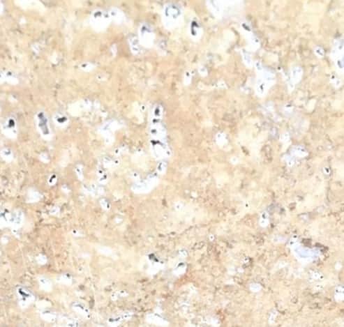 تصویر 3 از خرید سنگ تراورتن چرمی نما + قیمت فروش استثنایی