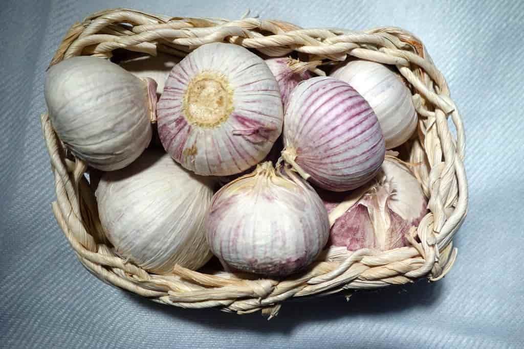 تصویر 3 از معرفی موسیر کوهی + بهترین قیمت خرید