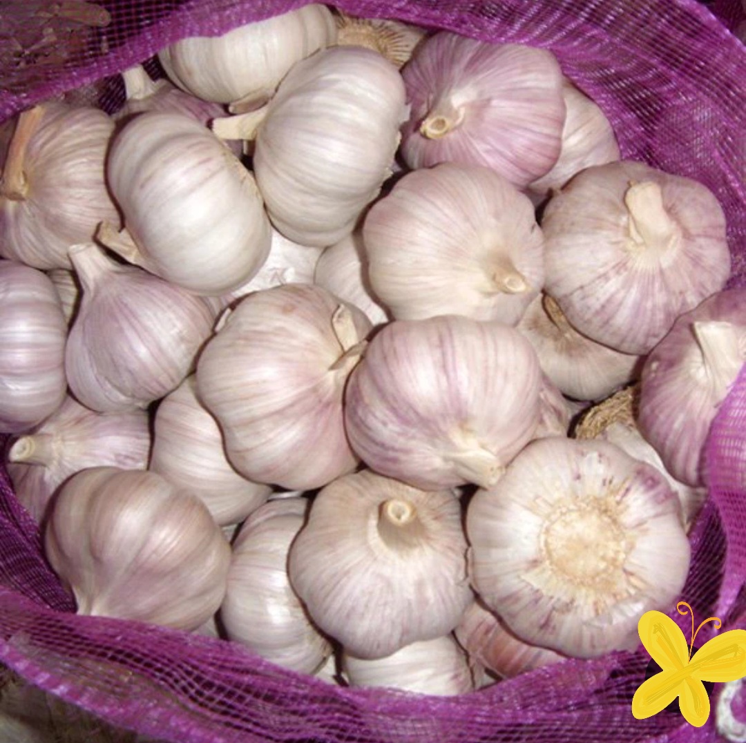 تصویر 1 از فروش سیر قرمز صادراتی و درجه یک