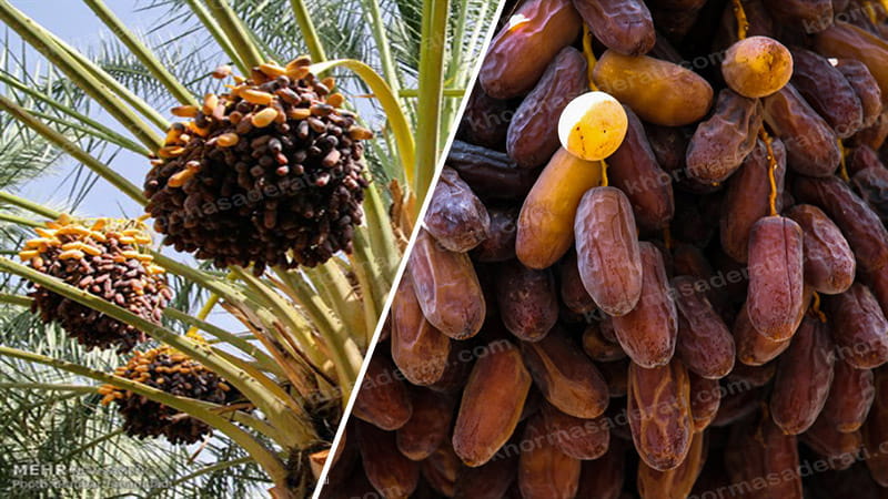 تصویر 3 از بازار خرید خرما پیارم درجه یک