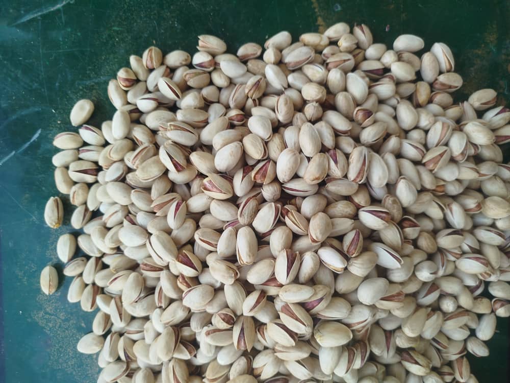تصویر 1 از فروش پسته دندانه درجه ۱ + شرایط ویژه