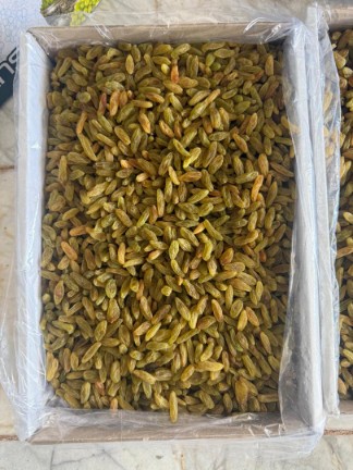 تصویر 1 از کشمش سبز قلمی + فروش نقدی