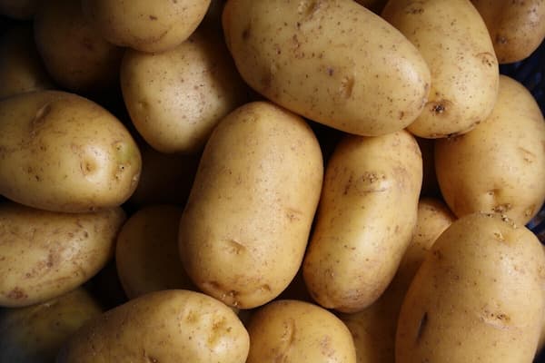 تصویر 2 از قیمت خرید سیب زمینی ساوالان + فروش ویژه