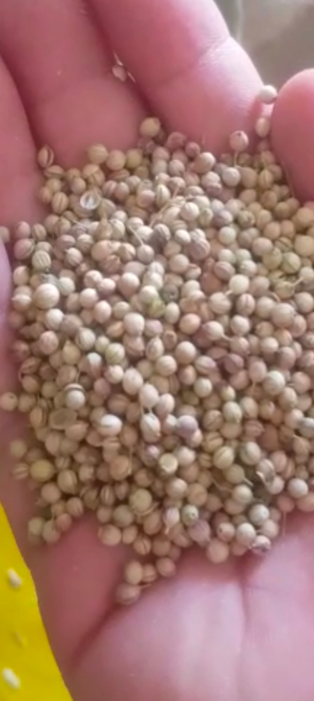 تصویر 1 از راهنمای خرید ادویه عمده خوراکی از تولید کنندگان برتر ایران