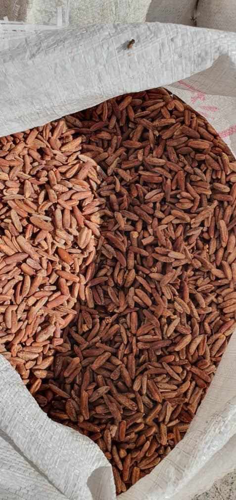 تصویر 1 از فروش ویژه هسته خرما + ارسال سراسری