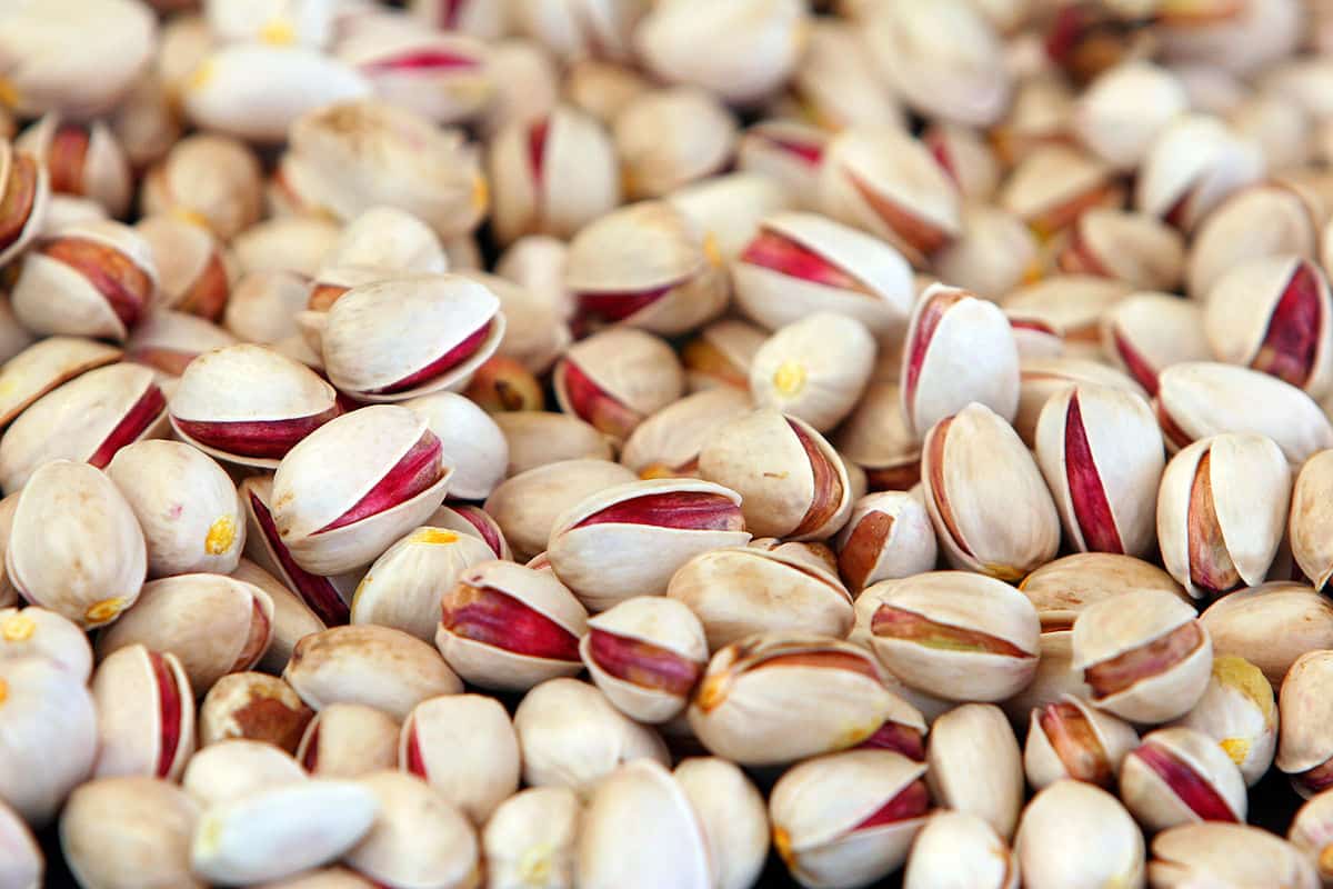 پسته تازه صادراتی + خریدعمده