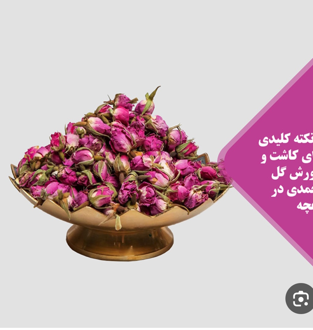 صادرات غنچه گل محمدی به کشورهای عربی و اروپایی
