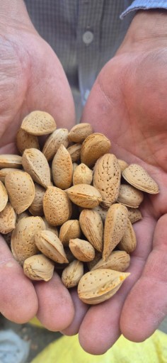 تصویر 1 از قیمت روزانه بادام درختی + فروش نقدی