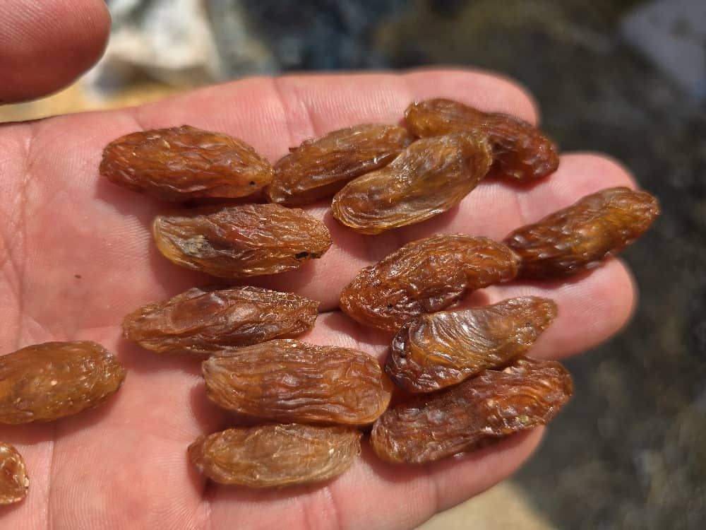 خرید ارزان و آسان مویز شیرازی