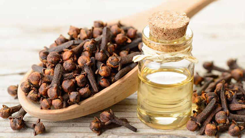 قیمت گل میخک