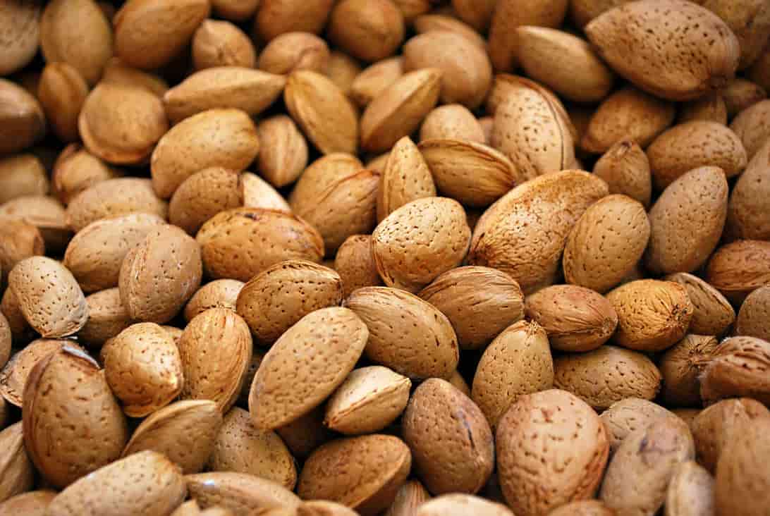 تصویر 1 از قیمت خرید بادام درختی با پوست + فروش ویژه