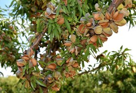 تصویر 5 از فروش بادام مامایی درجه 1 + قیمت خرید به صرفه