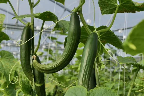 تصویر 2 از قیمت خیار گلخانه ای مجلسی + خرید باور نکردنی