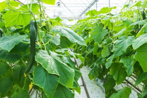 تصویر 3 از قیمت خیار گلخانه ای مجلسی + خرید باور نکردنی