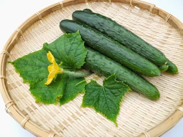 تصویر 1 از فروش خیار درختی گیلان + قیمت خرید به صرفه