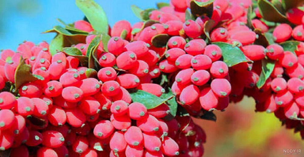 زرشک تازه دانه شده