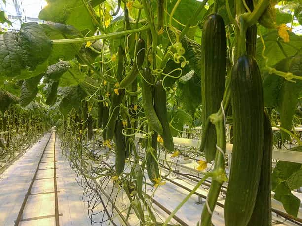 تصویر 1 از خرید و قیمت خیار گلخانه ای مجلسی + فروش عمده
