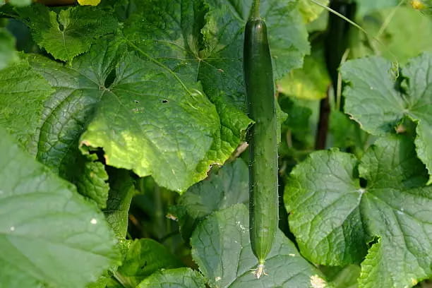 تصویر 1 از خرید خیار قلمی بوته ای + قیمت فروش استثنایی