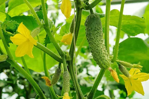 خرید و فروش خیار گلخانه ای رولکس با شرایط فوق العاده
