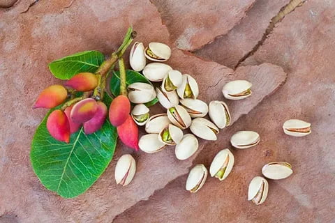 تصویر 4 از خرید و فروش پسته اکبری صادراتی با شرایط فوق العاده