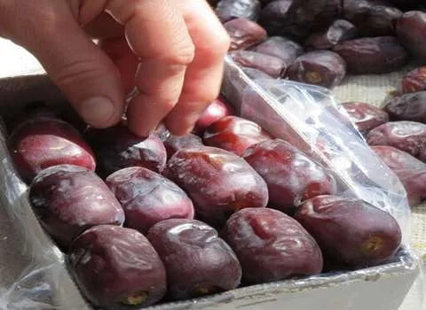 تصویر 4 از خرما مضافتی درجه دو دانه‌ های سالم و تازه سایز متوسط