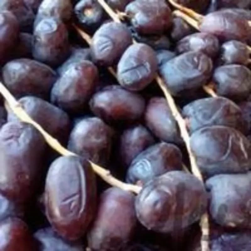 تصویر 4 از خرید خرما مضافتی خوزستان + قیمت فروش استثنایی