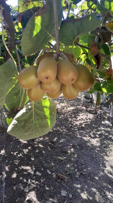 تصویر 4 از خرید عمده کیوی تو سرخ + بهترین قیمت برای عمده فرشان