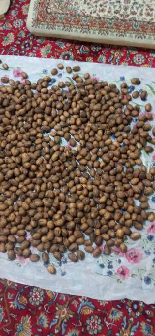فروش عمده گردو پکان ایرانی + تضمین کیفیت