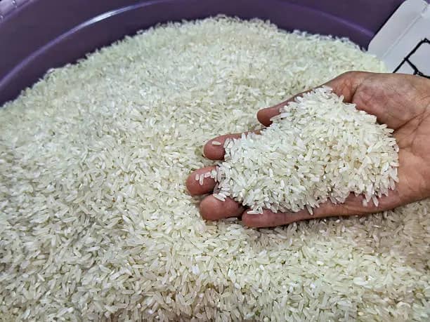 تصویر 2 از قیمت خرید برنج ایرانی عالی با فروش عمده
