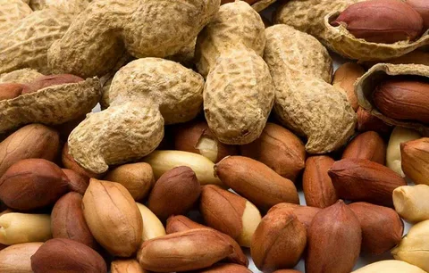 تصویر 3 از راهنمای خرید بادام زمینی هندی عمده + قیمت عالی