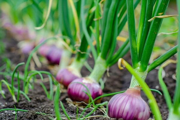 قیمت پیاز رستورانی + خرید باور نکردنی