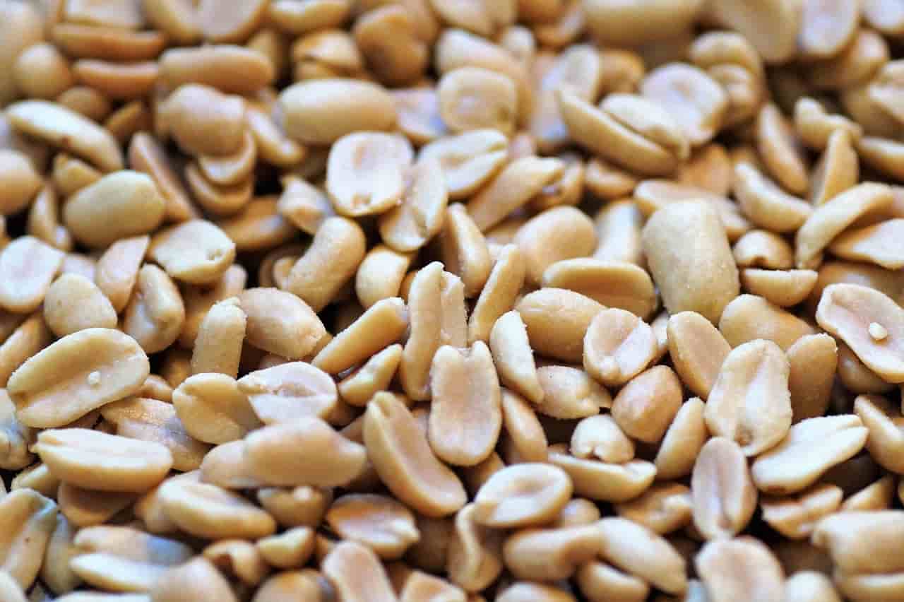 تصویر 3 از قیمت بادام زمینی مخصوص کره گیری + خرید باور نکردنی