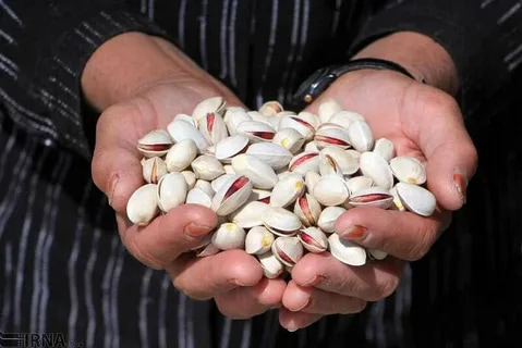 تصویر 1 از قیمت خرید پسته اکبری خام + فروش ویژه