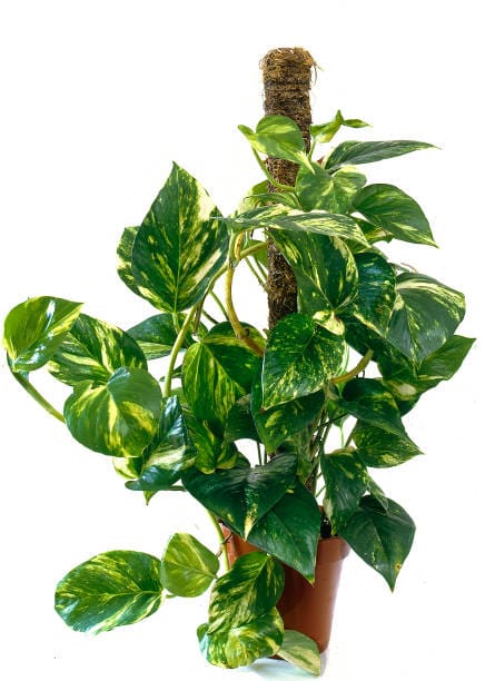 فروش گیاه پتوس