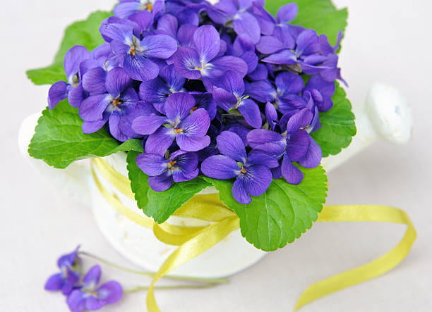 تصویر 4 از قیمت گل بنفشه آفریقایی ساده + خرید باور نکردنی