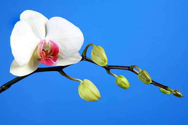 فروش گل ارکیده