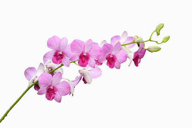 گل ارکیده
