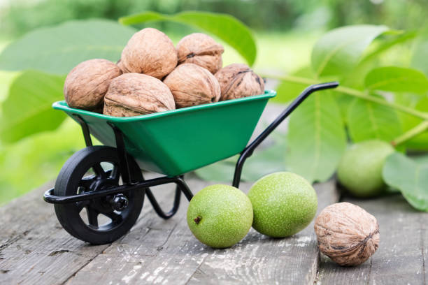 خرید و قیمت گردو اسرائیلی + فروش عمده