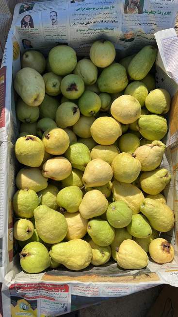 فروش اینترنتی گواوا + خرید اینترنتی زیتون پاکستانی