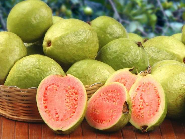 تصویر 4 از فروش اینترنتی گواوا + خرید اینترنتی زیتون پاکستانی